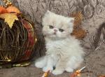 Maple - Persian Kitten For Sale - Henderson, CO, US