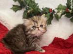 Cupid - Persian Kitten For Sale - Henderson, CO, US