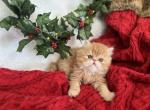 Rudolph - Persian Kitten For Sale - Henderson, CO, US