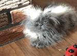 Solid blue exotic longhair Persian boy - Persian Kitten For Sale - Little Egg Harbor Township, NJ, US