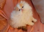Priscilla - Persian Kitten For Sale - FL, US