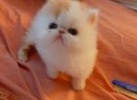 Cherry Boy - Persian Kitten For Sale - FL, US