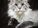 Joy - Maine Coon Cat For Sale - Houston, TX, US