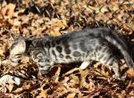 Cheeto - Bengal Kitten For Sale - Boston, MA, US