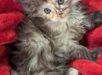 Liza - Maine Coon Cat For Sale - Staten Island, NY, US