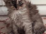 Lucy - Maine Coon Cat For Sale - Staten Island, NY, US