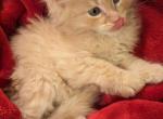 Leo - Maine Coon Cat For Sale - Staten Island, NY, US