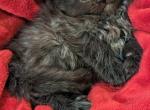 Leslie - Maine Coon Cat For Sale - Staten Island, NY, US