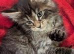 Louis - Maine Coon Cat For Sale - Staten Island, NY, US