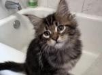 May - Maine Coon Kitten For Sale - Denver, CO, US