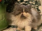 RESERVED Hark Harold black smoke and white Persian - Persian Kitten For Sale - Delta, PA, US