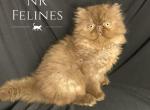 Kaitlin - Exotic Kitten For Sale - Ottawa, KS, US