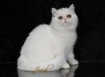 Jovial's Lexi - Exotic Cat For Sale - Newburgh, NY, US