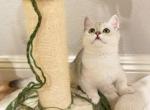 Shortleg Silver Boy - Munchkin Cat For Sale - Fontana, CA, US