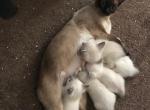 Siamese Kittens Seal Point and Lilac Pont - Siamese Kitten For Sale - Columbia, SC, US