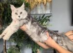 Russian Imported - Maine Coon Cat For Sale - La Porte, IN, US