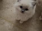 Cloudy - Ragdoll Cat For Sale - Las Vegas, NV, US