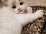 Breezy - Ragdoll Cat For Sale - Las Vegas, NV, US