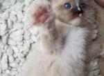 Blue - Ragdoll Cat For Sale - Las Vegas, NV, US