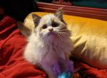 TICA Bicolor Ragdoll Kitten Female - Ragdoll Kitten For Sale - Saint Joseph, MO, US