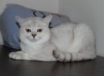 Leo - British Shorthair Cat For Sale/Service - Bethesda, MD, US