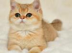 Camelot - British Shorthair Cat For Sale - Los Angeles, CA, US