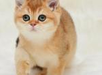 Cimba - British Shorthair Cat For Sale - Los Angeles, CA, US