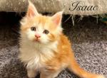 Isaac - Maine Coon Kitten For Sale - Greensburg, IN, US