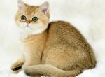 Camelia - British Shorthair Cat For Sale - NY, US