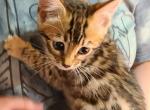 Delilah's girl - Bengal Kitten For Sale - Christmas, FL, US