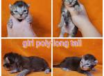 March females - Highlander Kitten For Sale - Monroe, MI, US