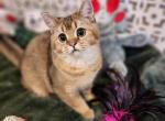 Leonardo - Scottish Straight Cat For Sale - New York, NY, US