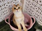 Lady - Scottish Straight Kitten For Sale - New York, NY, US