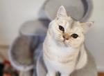 Sansa - Scottish Straight Cat For Sale - New York, NY, US