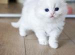 L E I A - Scottish Fold Kitten For Sale - Fontana, CA, US