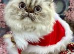 Beljapur cattery Venice - Himalayan Cat For Sale - Austin, TX, US