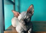 DOBBY - Sphynx Kitten For Sale - 