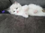 Dusky - Ragdoll Cat For Sale - Las Vegas, NV, US