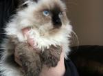 August female kittens - Himalayan Cat For Sale - Vestal, NY, US