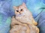 Diana - British Shorthair Cat For Sale - New York, NY, US