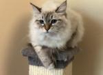 Gigi - Siberian Cat For Sale - North Port, FL, US