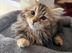 Freya - Siberian Cat For Sale - North Port, FL, US