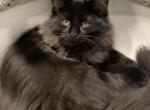 Peeta  Black Silver Mink - Munchkin Cat For Sale - West Palm Beach, FL, US