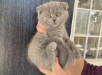 Leyla - Scottish Fold Kitten For Sale - Nashville, TN, US