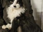 Polydactyl black and white long hair male - Polydactyl Cat For Sale - WI, US