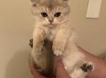 Sonya - Brazilian Shorthair Kitten For Sale - Nashville, TN, US