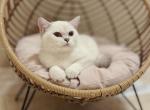 YoYo - British Shorthair Kitten For Sale - Portland, OR, US