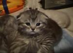 Baby g  and Veronica and Mia and mya - Scottish Fold Kitten For Sale - Fowlerville, MI, US