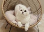 JoJo - British Shorthair Kitten For Sale - Portland, OR, US