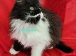 Smile - Minuet Kitten For Sale - Columbia, MO, US